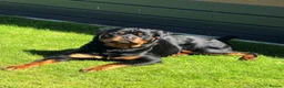 Rottweiler dogs for sale: Exceptional Male Rottweiler // Family Companion - Advert 1