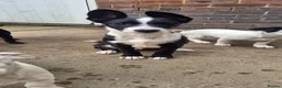 Mixed Breed dogs for sale: Lurcher x jackchi  - Advert 2