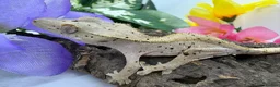 Gecko reptiles for sale: Crested gecko collection for sale  - Advert 3