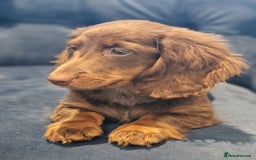 Miniature Dachshund dogs for sale: Cream Mini longhair Dachshund - Image 4