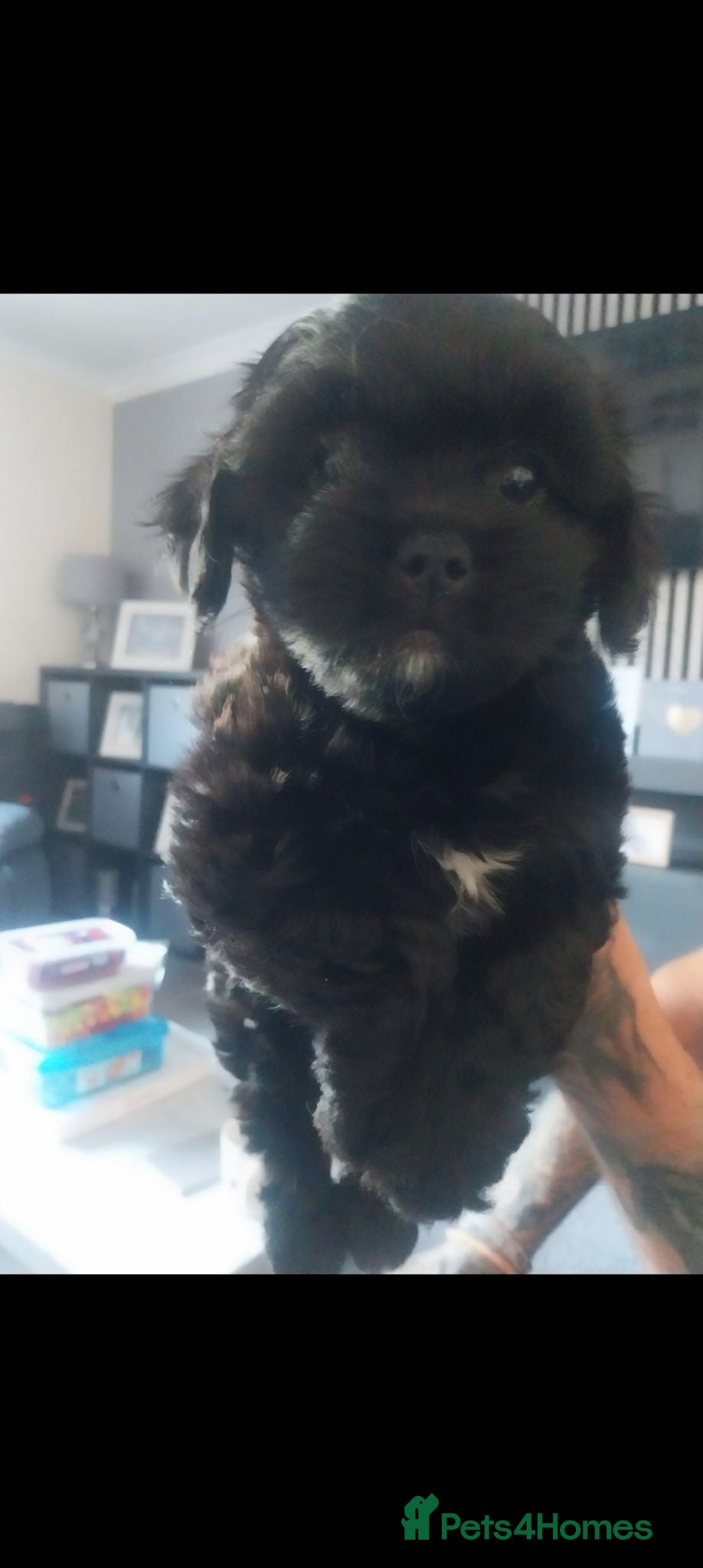 Mixed Breed dogs Lhasa apso - Advert 17