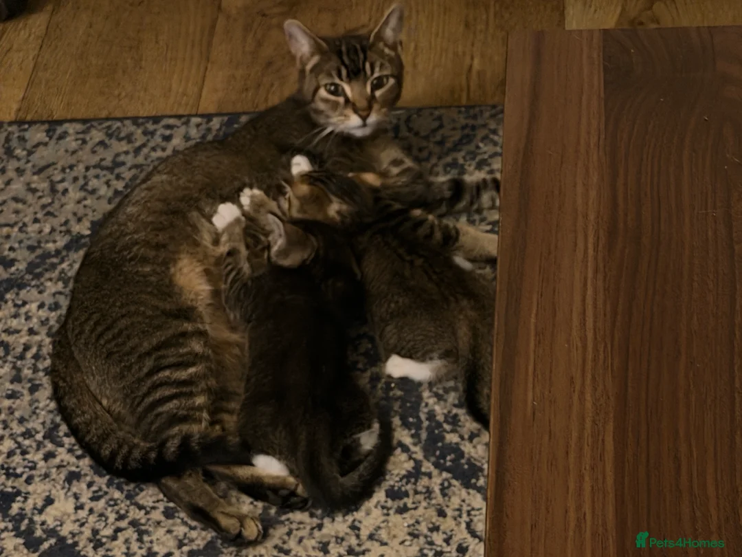 Mixed Breed cats for sale: Gorgeous kittens ready for loving homes  - Advert 1