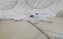West Highland Terrier dogs for sale: KC REGISTERED WEST HIGHLAND TERRIERS - Image 17