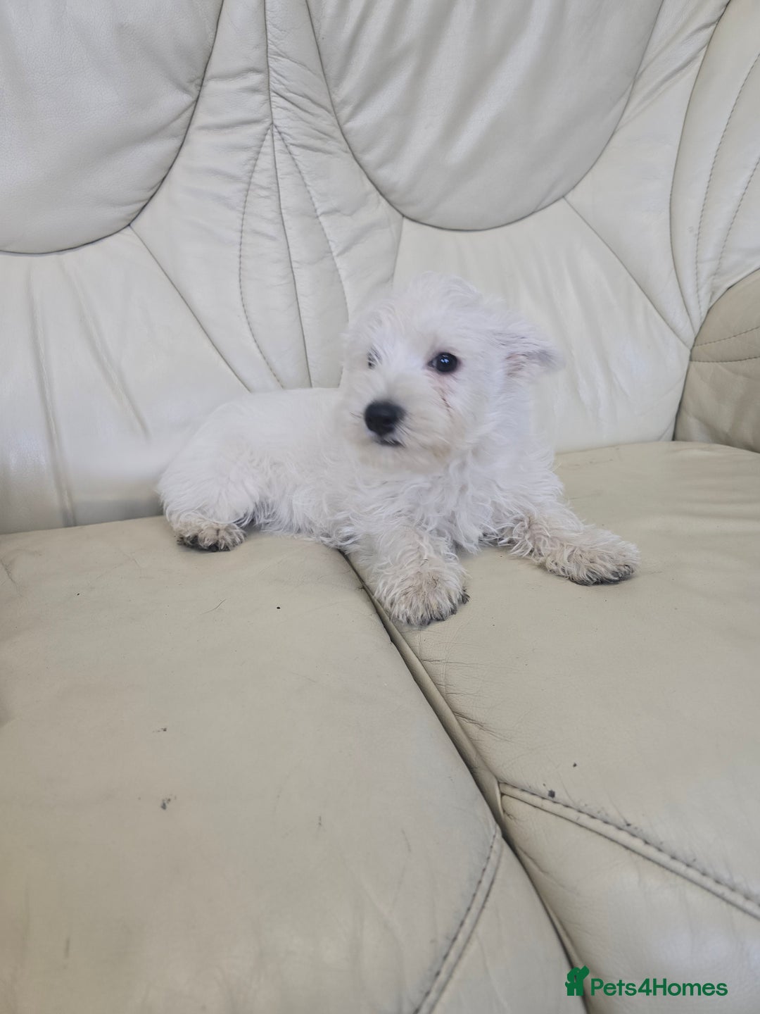 West Highland Terrier dogs for sale: KC REGISTERED WEST HIGHLAND TERRIERS - Image 17