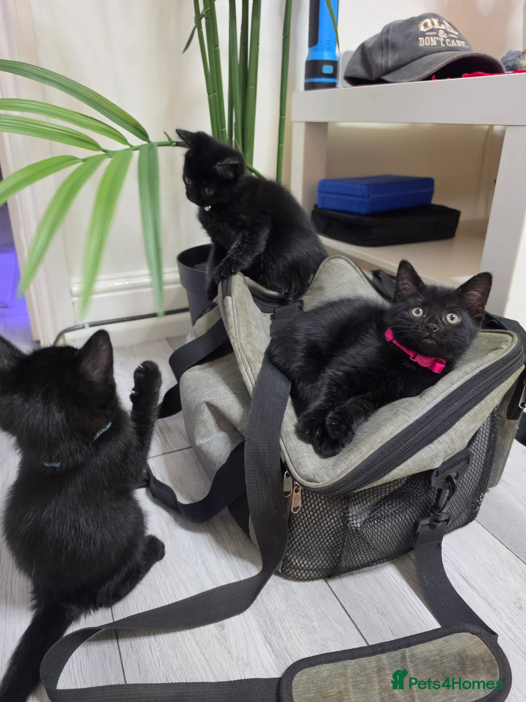 Mixed Breed cats for sale: Kittens - Advert 1