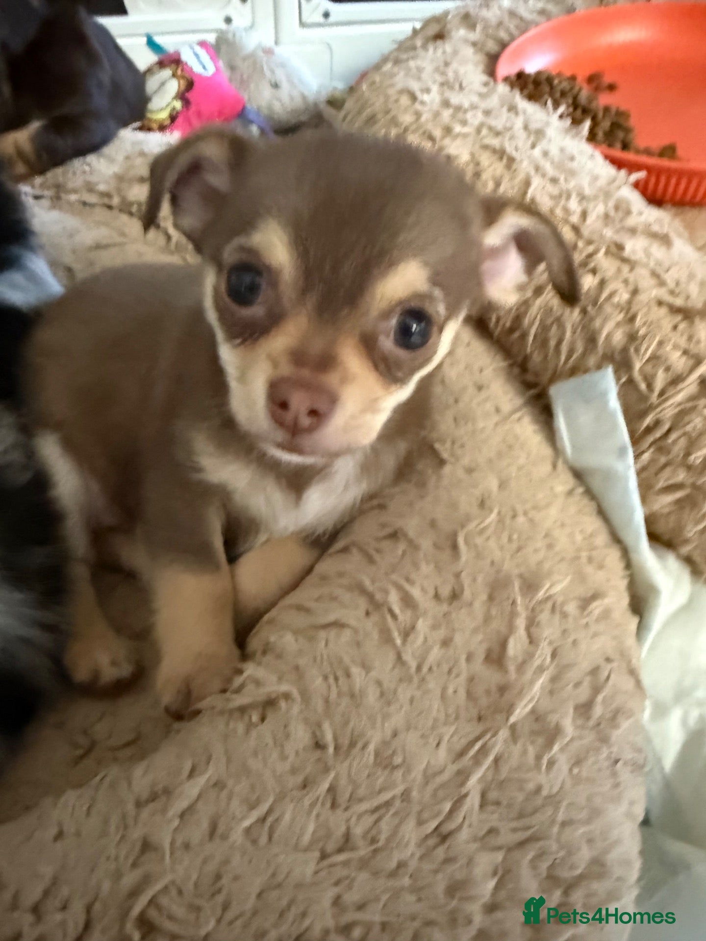 Chihuahua dogs Stunning litter of chihuahua babies READY NOW 🙂 - Advert 2