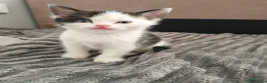 Domestic Shorthair 3