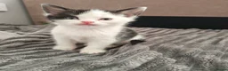 Domestic Shorthair cats for sale: Very playful and lovely kittens - Advert 8