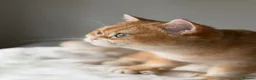 British Shorthair cats for sale: British Shorthair Golden kittens  - Advert 22
