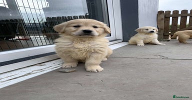 Golden Retriever dogs - Advert 1