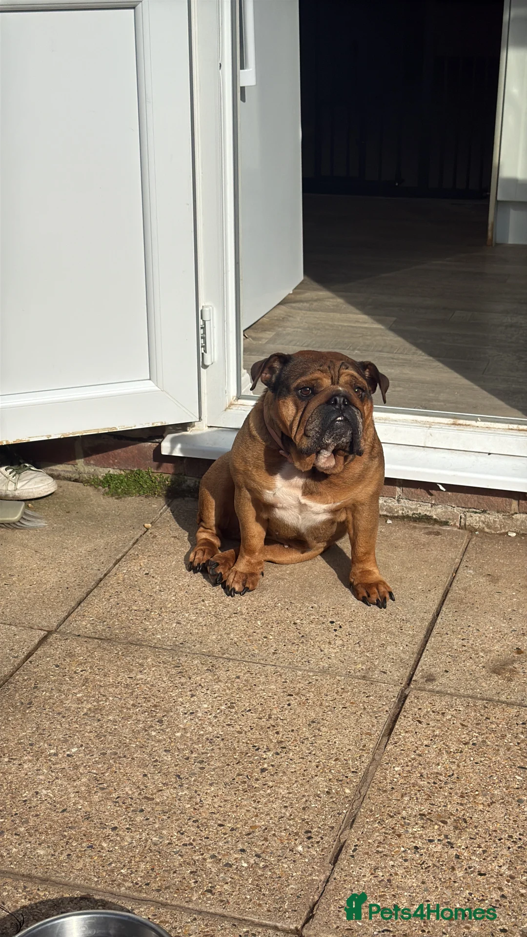 English Bulldog dogs for sale: 5 year old bulldog - Luna  - Advert 2
