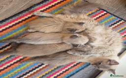 Ragdoll cats for sale: Beautiful Mink Ragdoll Kittens - Image 1