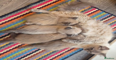 Ragdoll cats - Advert 11