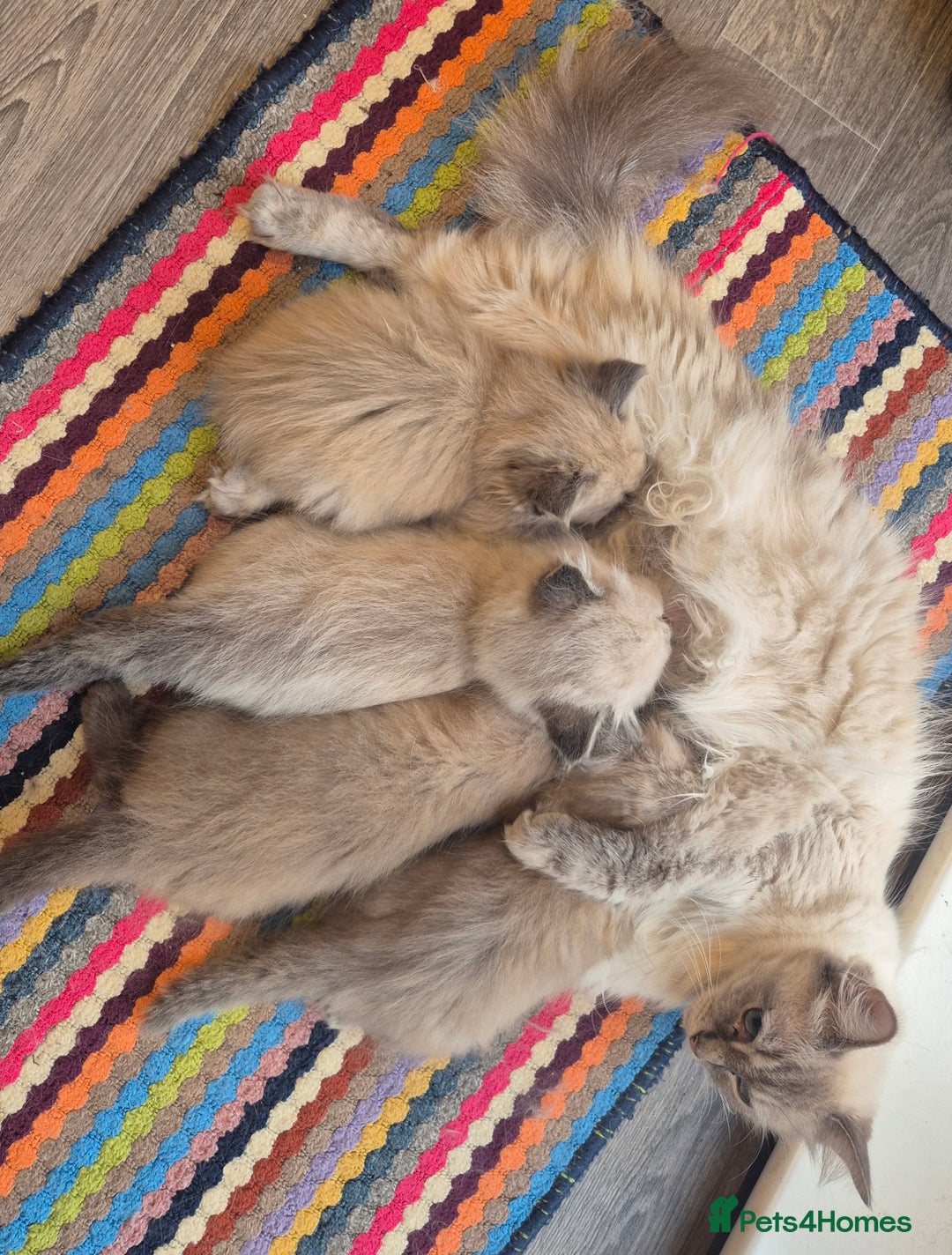 Ragdoll cats for sale: Beautiful Mink Ragdoll Kittens - Image 1