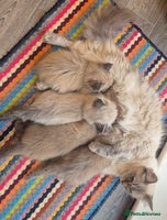 Ragdoll cats - Advert 11