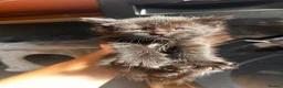 Mixed Breed cats for sale: 14 beautiful kittens for sale  - Advert 2
