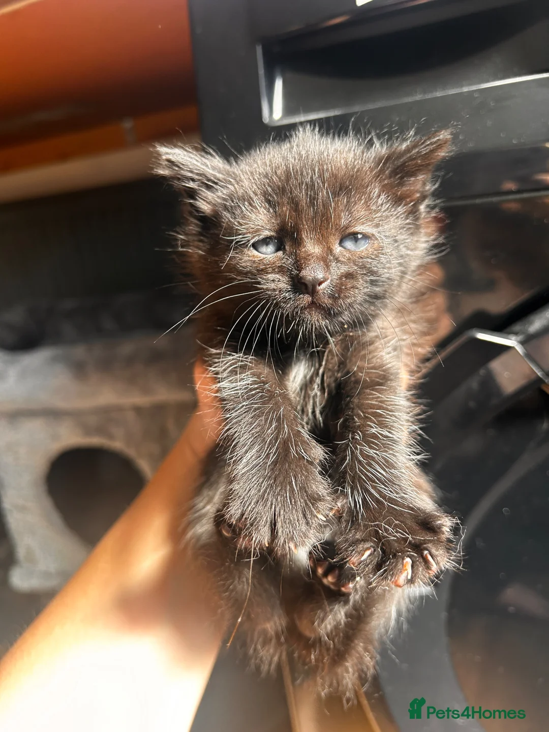 Mixed Breed cats for sale: 14 beautiful kittens for sale  - Advert 2
