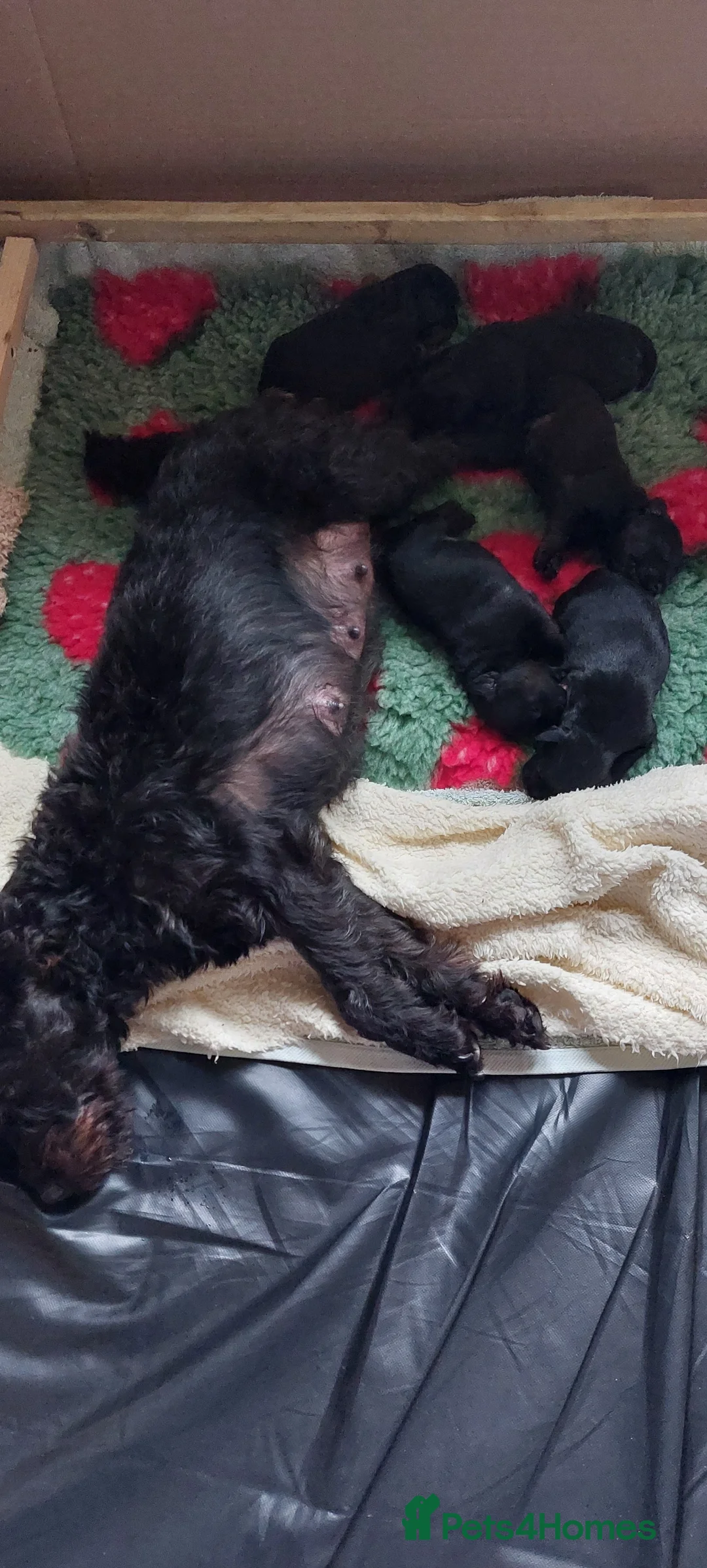 Patterdale Terrier dogs for sale: Beautiful patterdale puppies.  in Poulton-le-Fylde - Advert 2