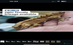 Gecko reptiles for sale: CRESTED GECKOS - Image 4
