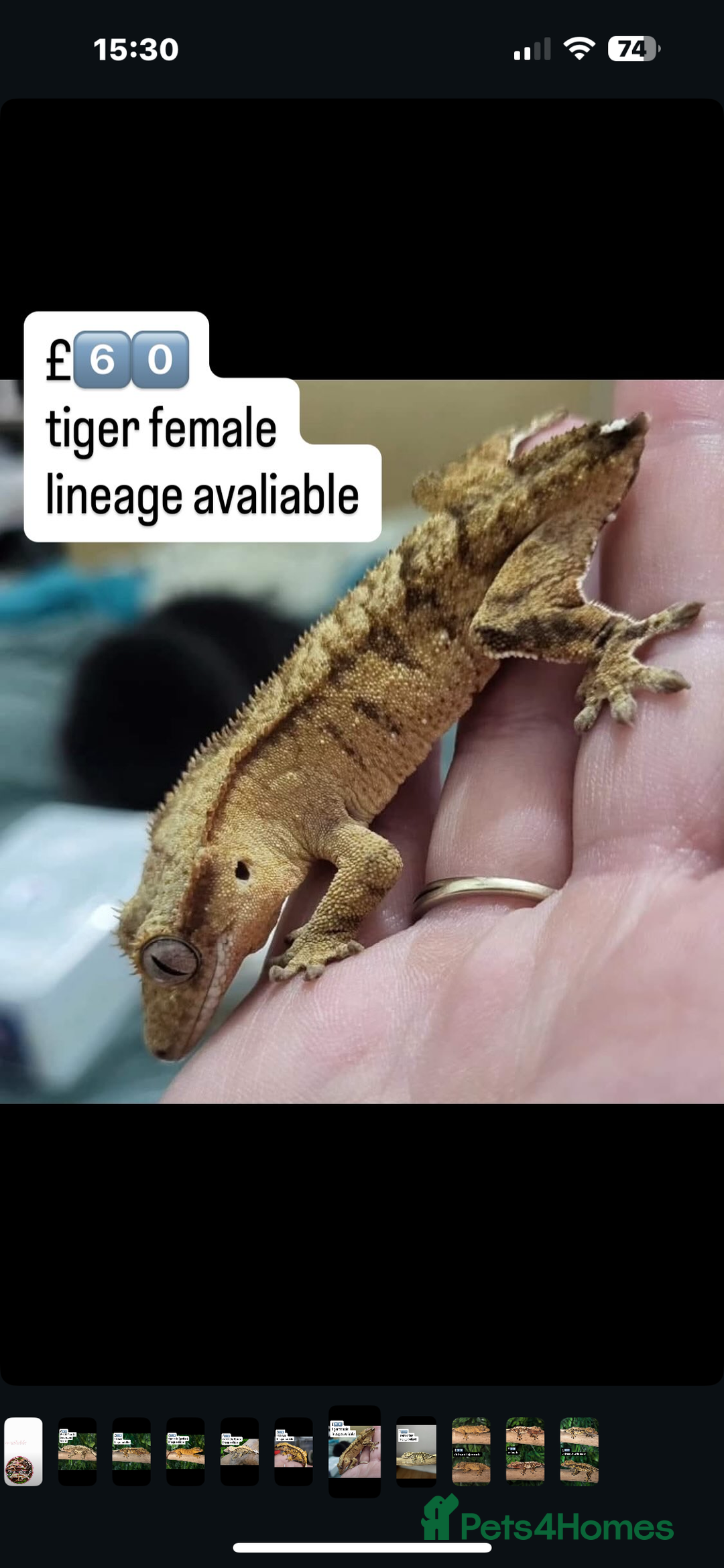 Gecko reptiles for sale: CRESTED GECKOS - Image 4