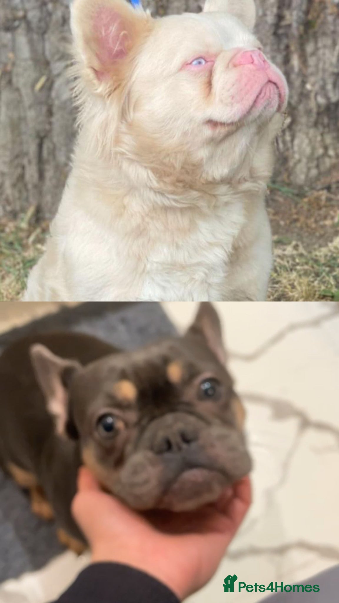 French Bulldog dogs for sale: French bulldogs for sale  - Advert 3