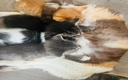 Mixed Breed cats for sale: Cute male cat  - Image 6