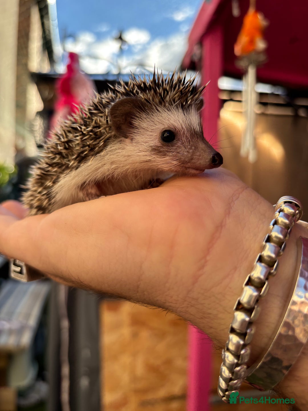Pygmy Hedgehog rodents for sale: Stunning baby African Pygmy hoglets - Image 1