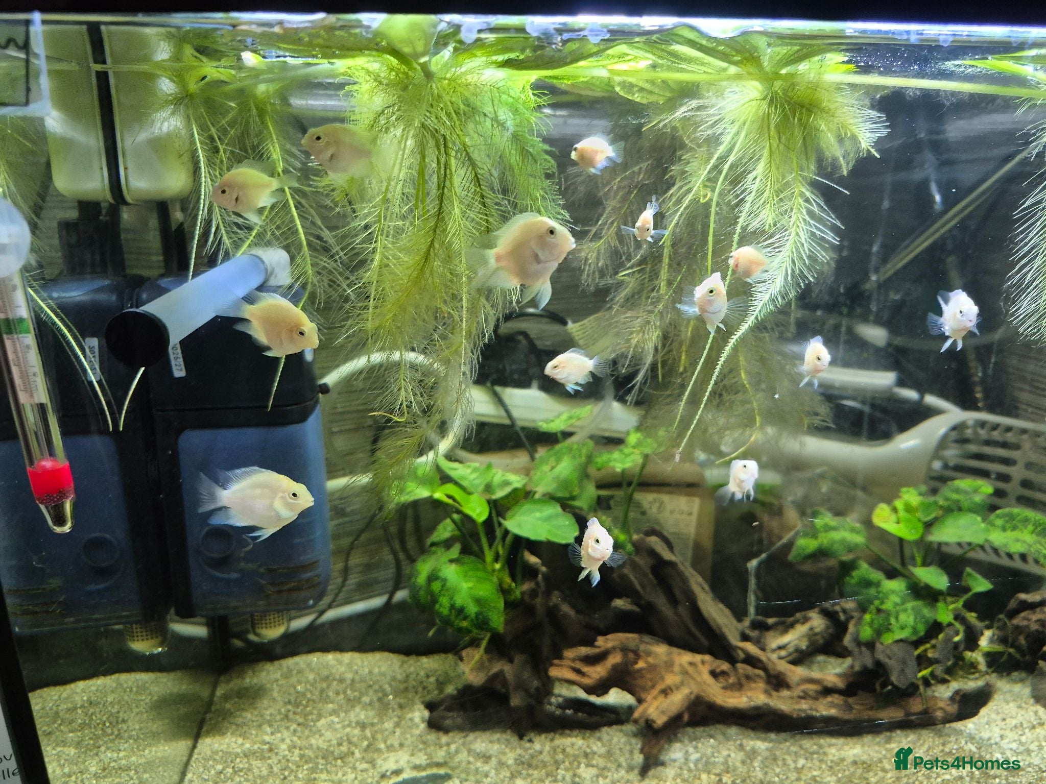 Cichlids fish Dwarf platinum parrots  - Advert 3