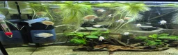 Cichlids fish for sale: Dwarf platinum parrots  in Redditch - Advert 1