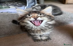Maine Coon cats for sale: Maine coon x kittens for loving homes  in Canterbury - Image 7