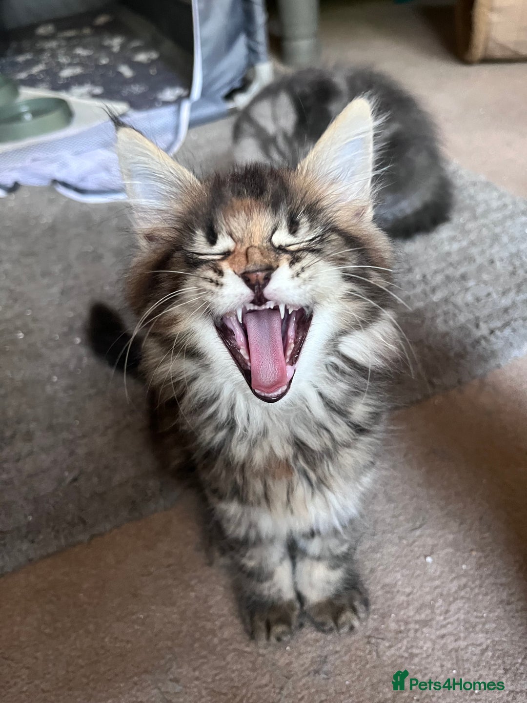 Maine Coon cats for sale: Maine coon x kittens for loving homes  in Canterbury - Image 7