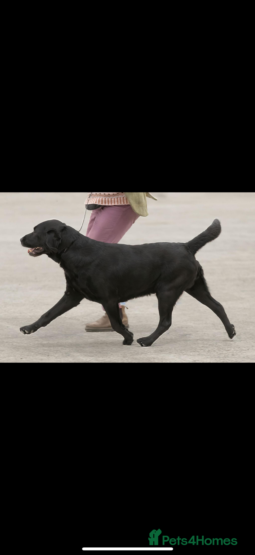 Labrador Retriever dogs for sale: Beautiful KC REG Fully health tested Labradors  - Image 7