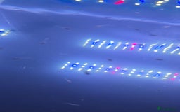 Live Bearers fish for sale: Guppy babys  - Image 1