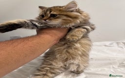 British Longhair cats for sale: Beautiful British Longhair Kittens  - Image 7