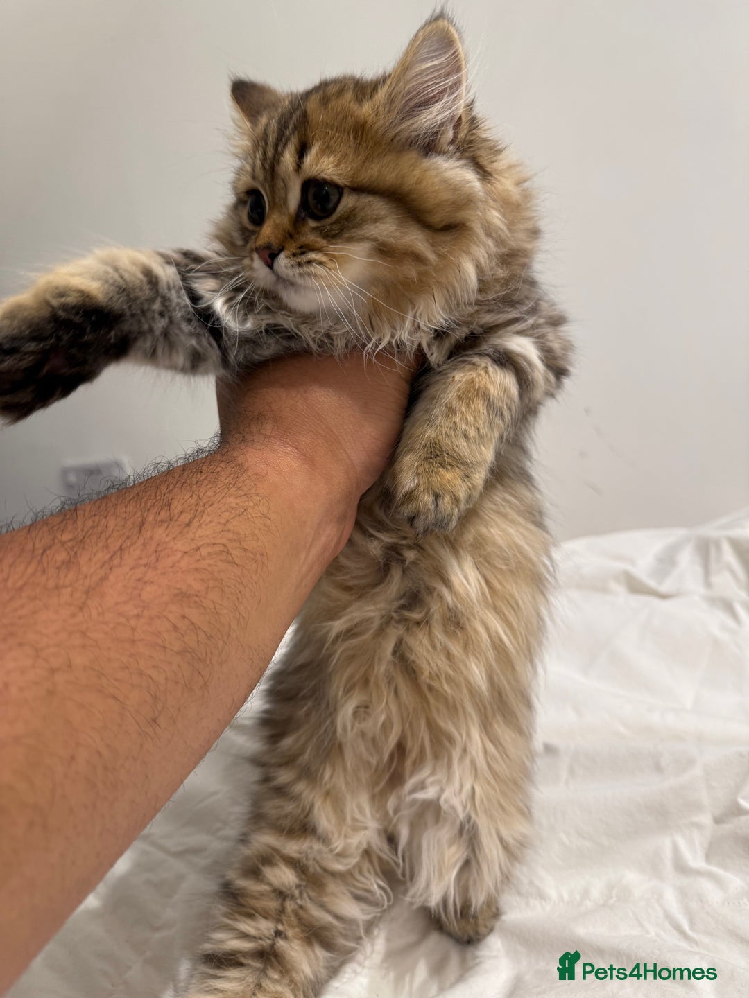 British Longhair cats for sale: Beautiful British Longhair Kittens  - Image 7