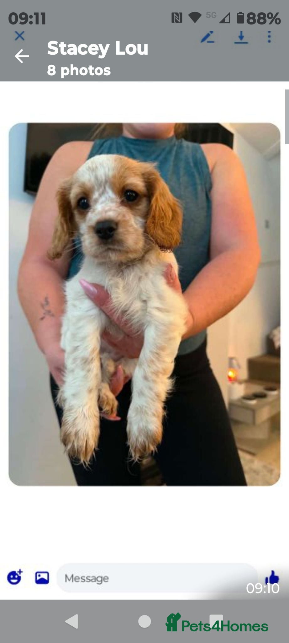 Mixed Breed dogs Cavalier x cockapoo - Advert 19