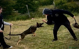 Belgian Shepherd Dog dogs for sale: Working Dutch herder puppy  - Image 5