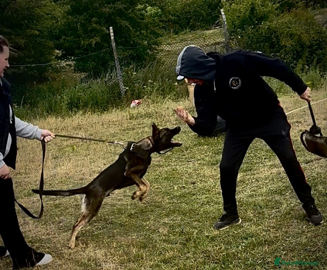 Belgian Shepherd Dog dogs for sale: Working Dutch herder puppy  - Image 5