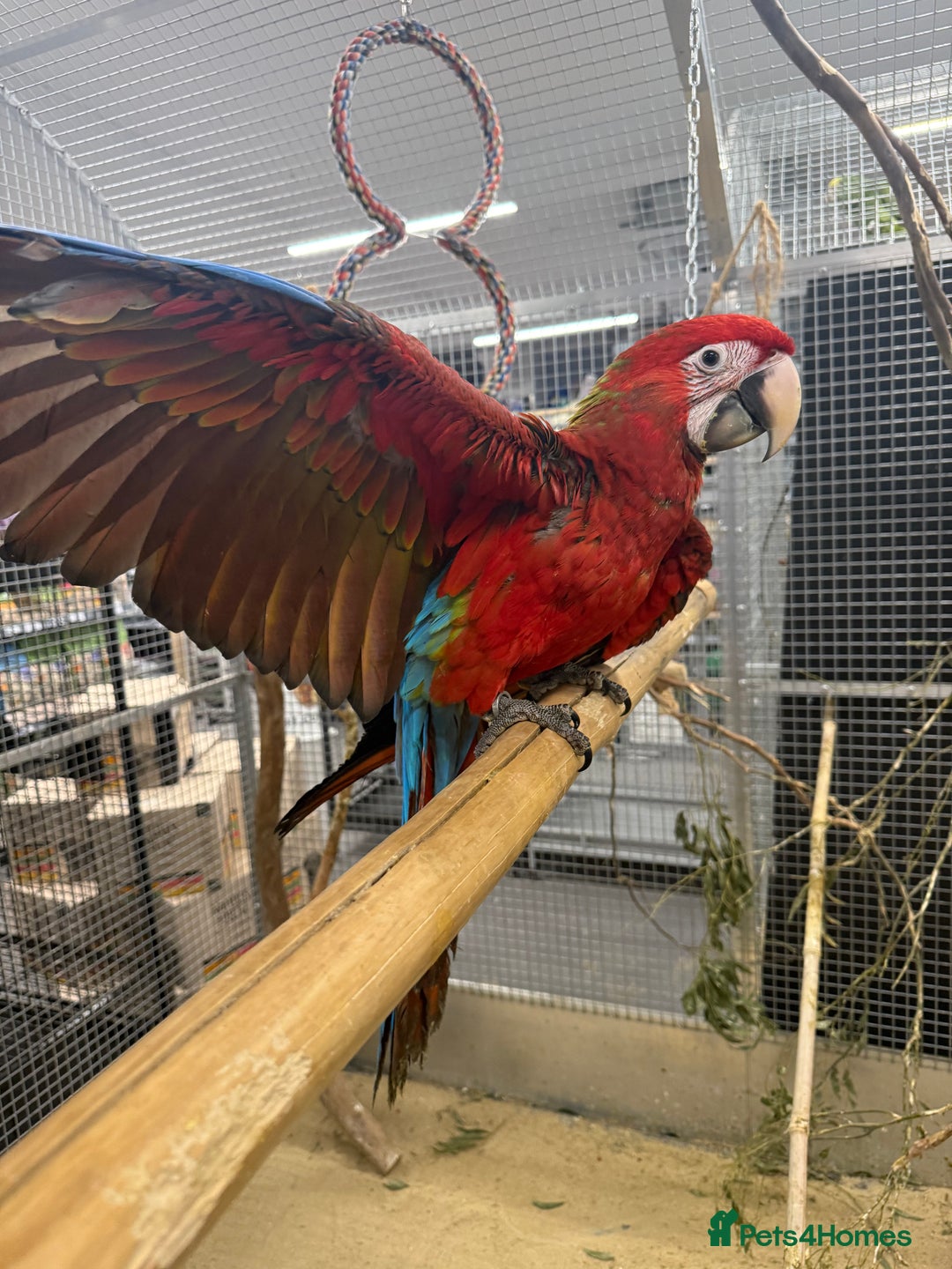 Macaws birds for sale: Super Rare handreared baby Pheonix Macaw  - Advert 3
