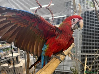 Macaws birds Super Rare handreared baby Pheonix Macaw - Advert 17