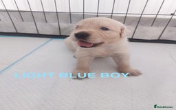 Golden Retriever dogs for sale: Golden Retriever Puppies  - Image 3