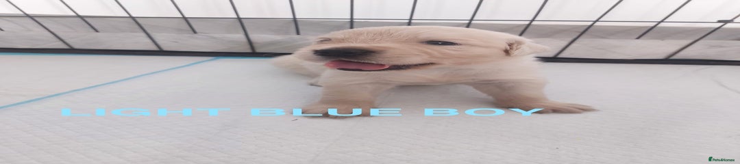 Light Blue Boy