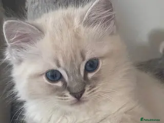Ragdoll cats Spectacular lynx ragdoll kittens (2 boys) - Advert 2