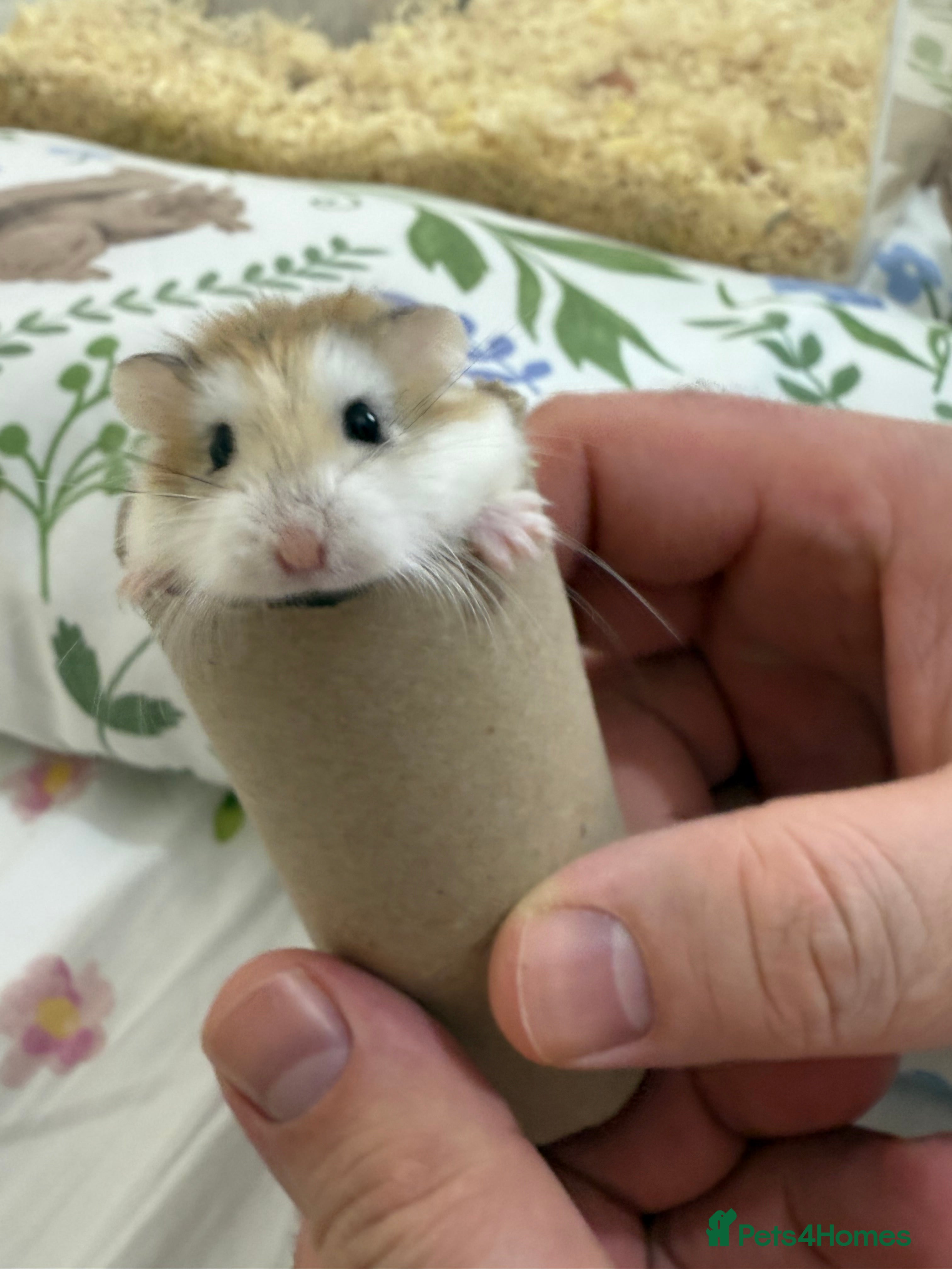 Hamster rodents Hamsters Roborovski PE19 2DU - Advert 1