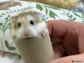 Hamster rodents Hamsters Roborovski PE19 2DU - Advert 1