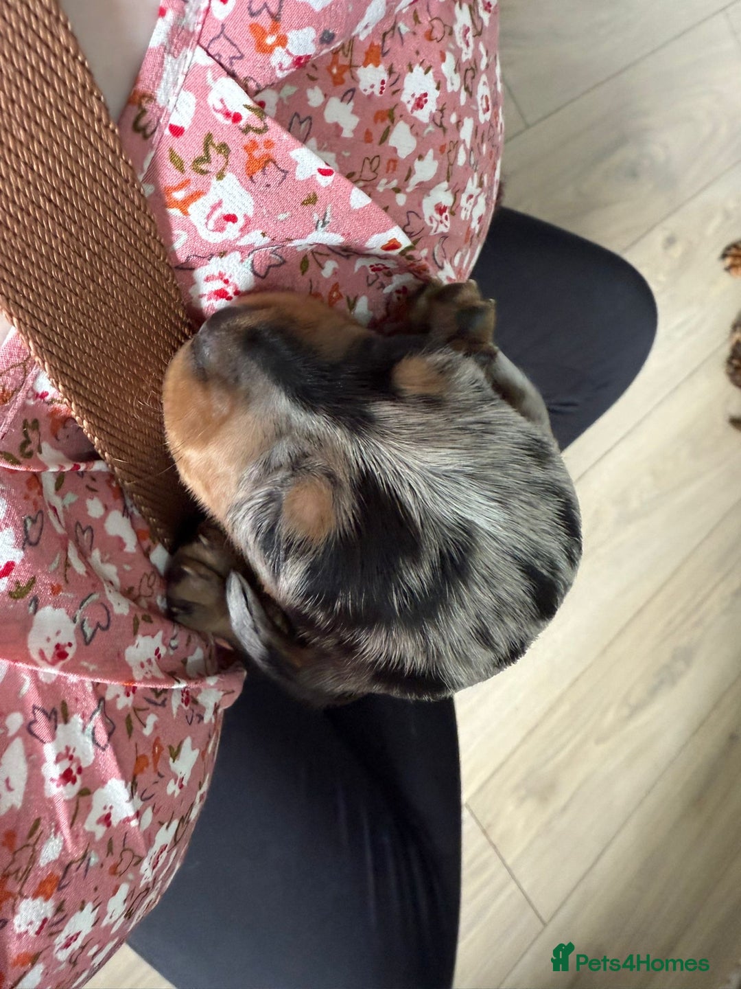 Dachshund dogs for sale: Dachounds - Image 13