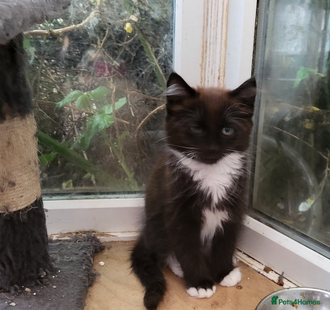 Bengal cats for sale: Bengal x and British Blue x - Image 4