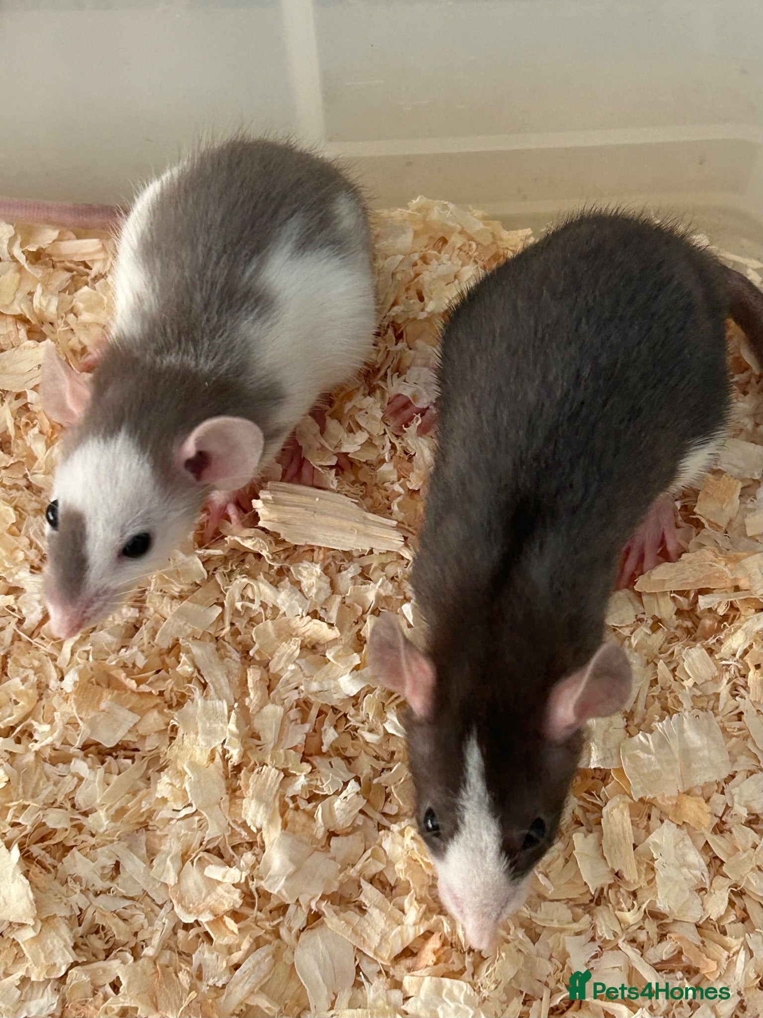 Rat rodents Baby dumbo rats for sale  - Advert 1