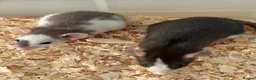 Rat rodents for sale: Baby dumbo rats for sale  - Advert 1