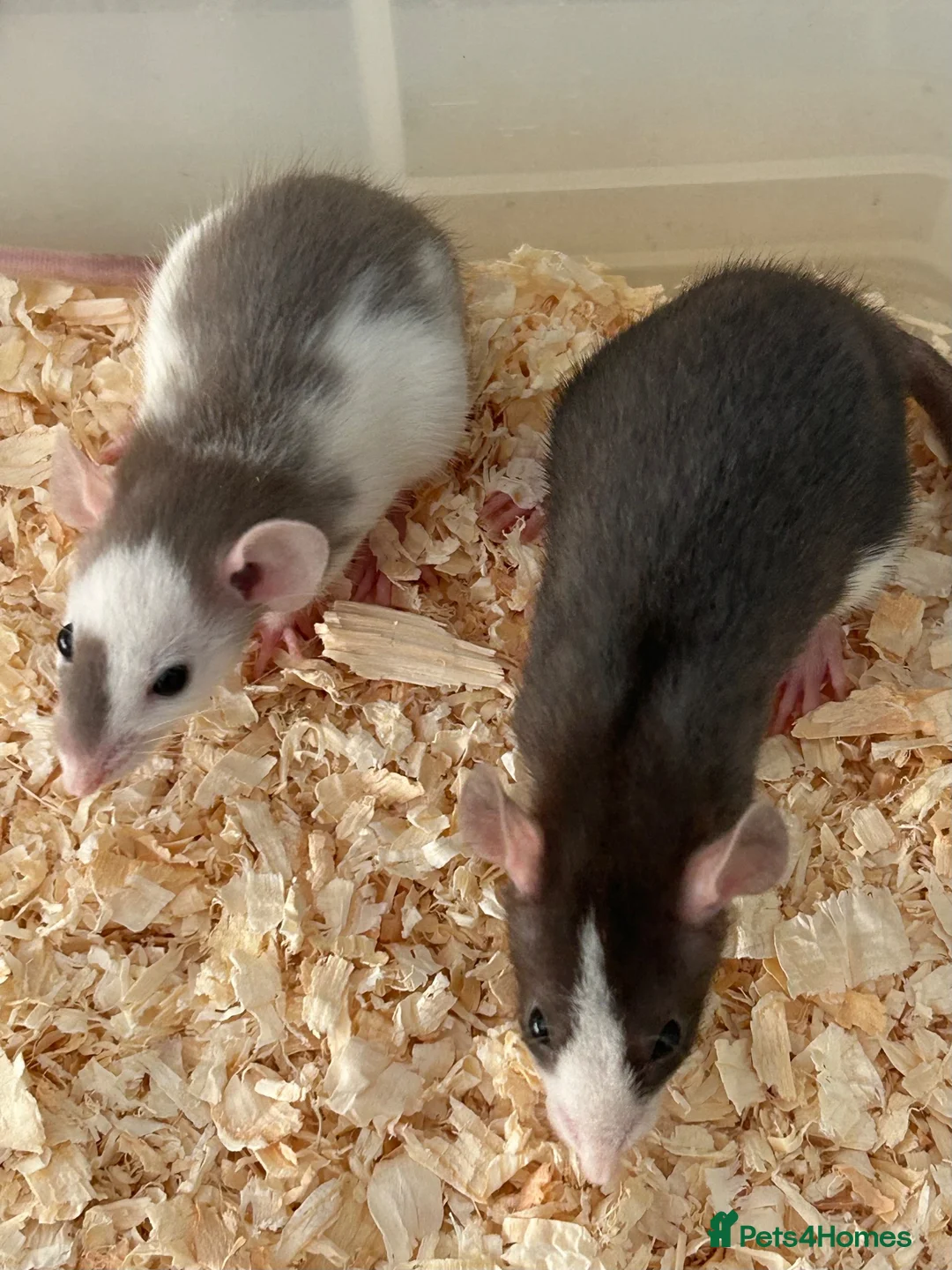 Rat rodents for sale: Baby dumbo rats for sale  - Advert 1